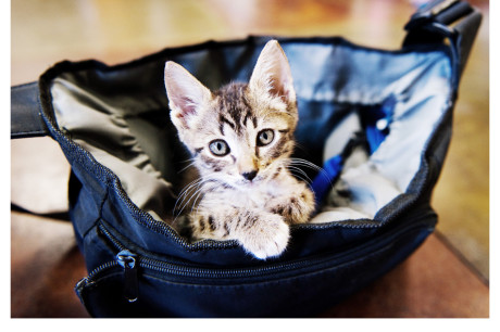 Photo of a tabby kitten in a camera bag