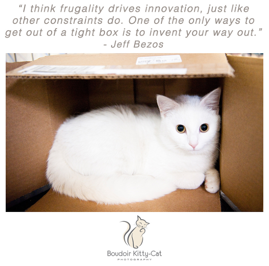 Photo of a white cat in a box