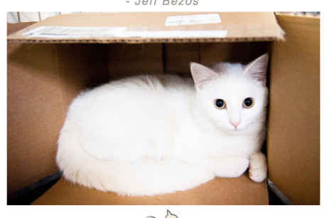 Photo of a white cat in a box