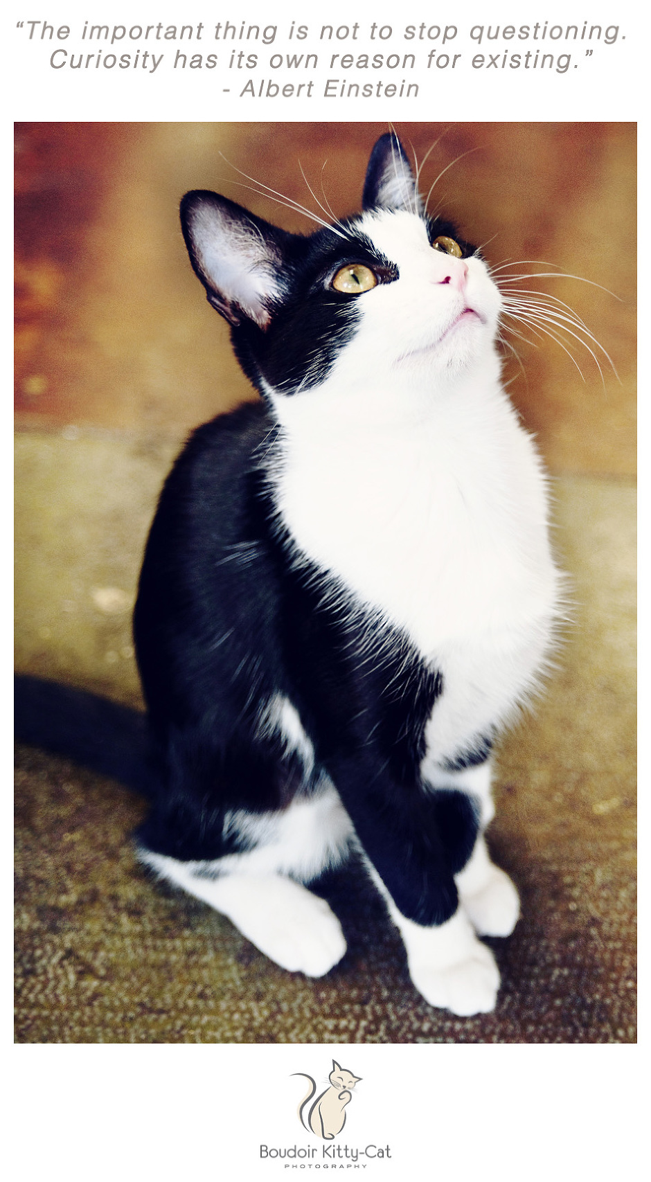 Photo of a tuxedo cat looking upwards