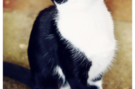 Photo of a tuxedo cat looking upwards