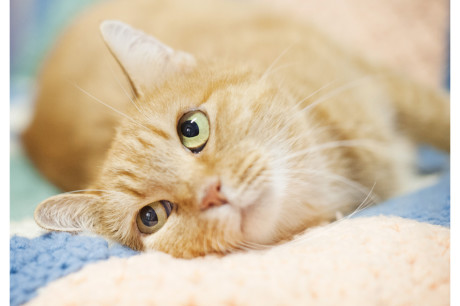 Photo of an orange tabby cat