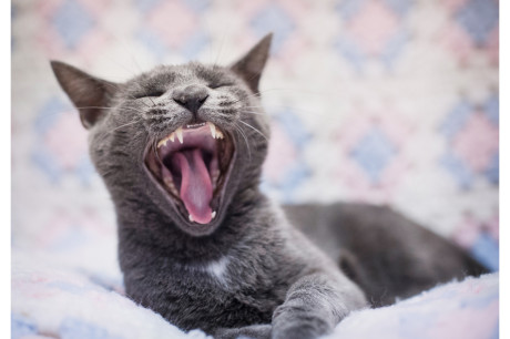 Photo of a Russian Blue cat