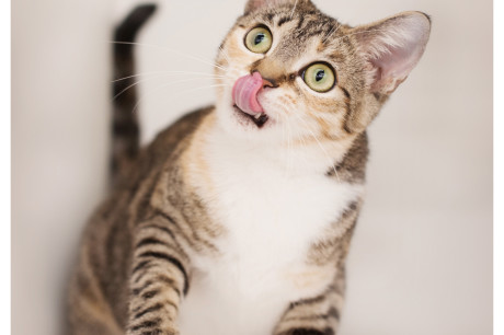 Photo of a brown and white tabby cat