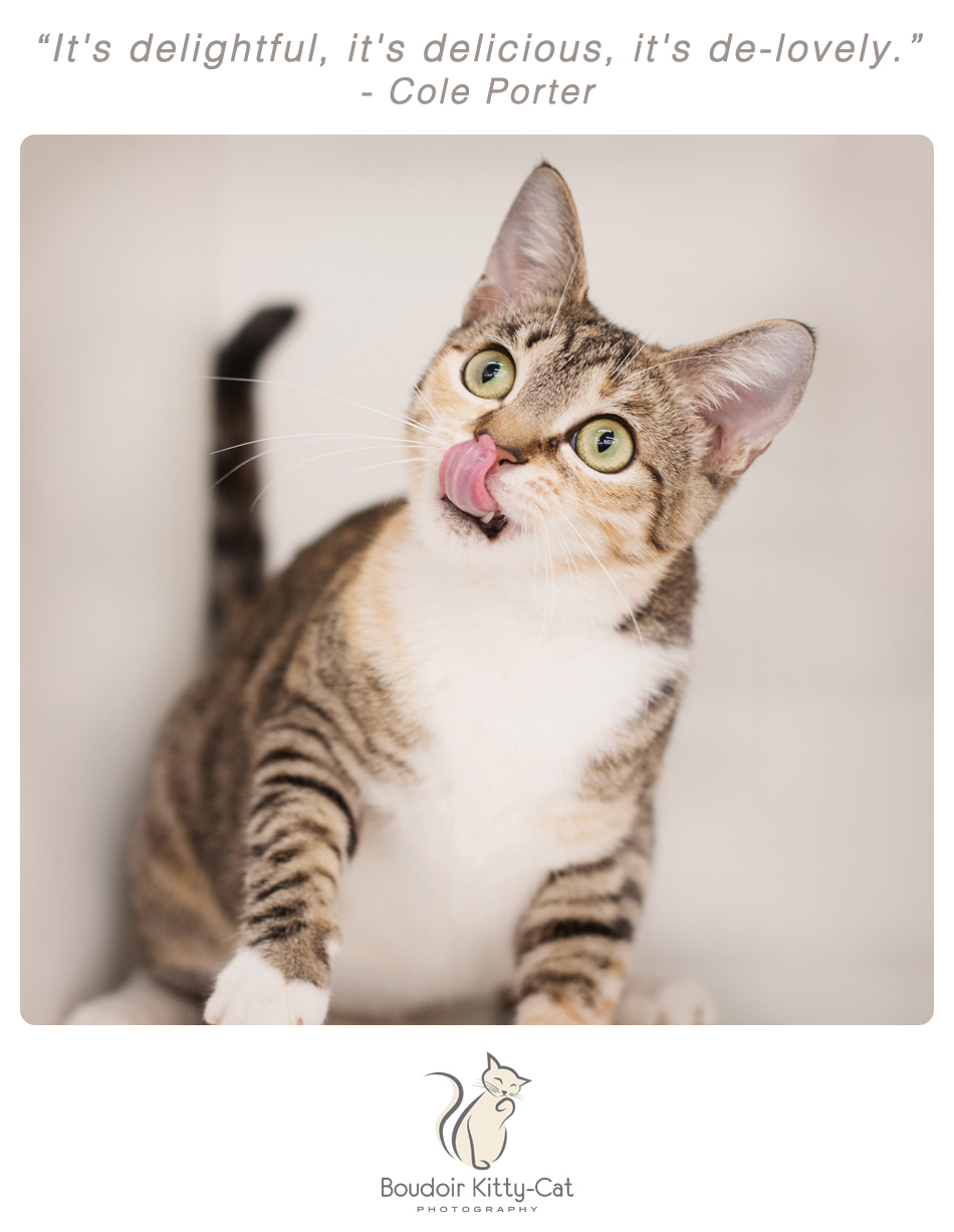 Photo of a brown and white tabby cat