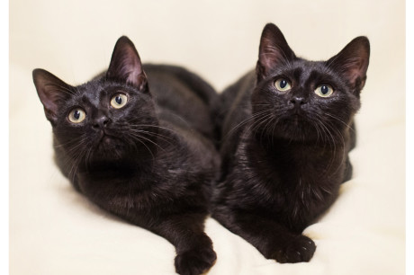 Photo of two black kittens sitting side by side