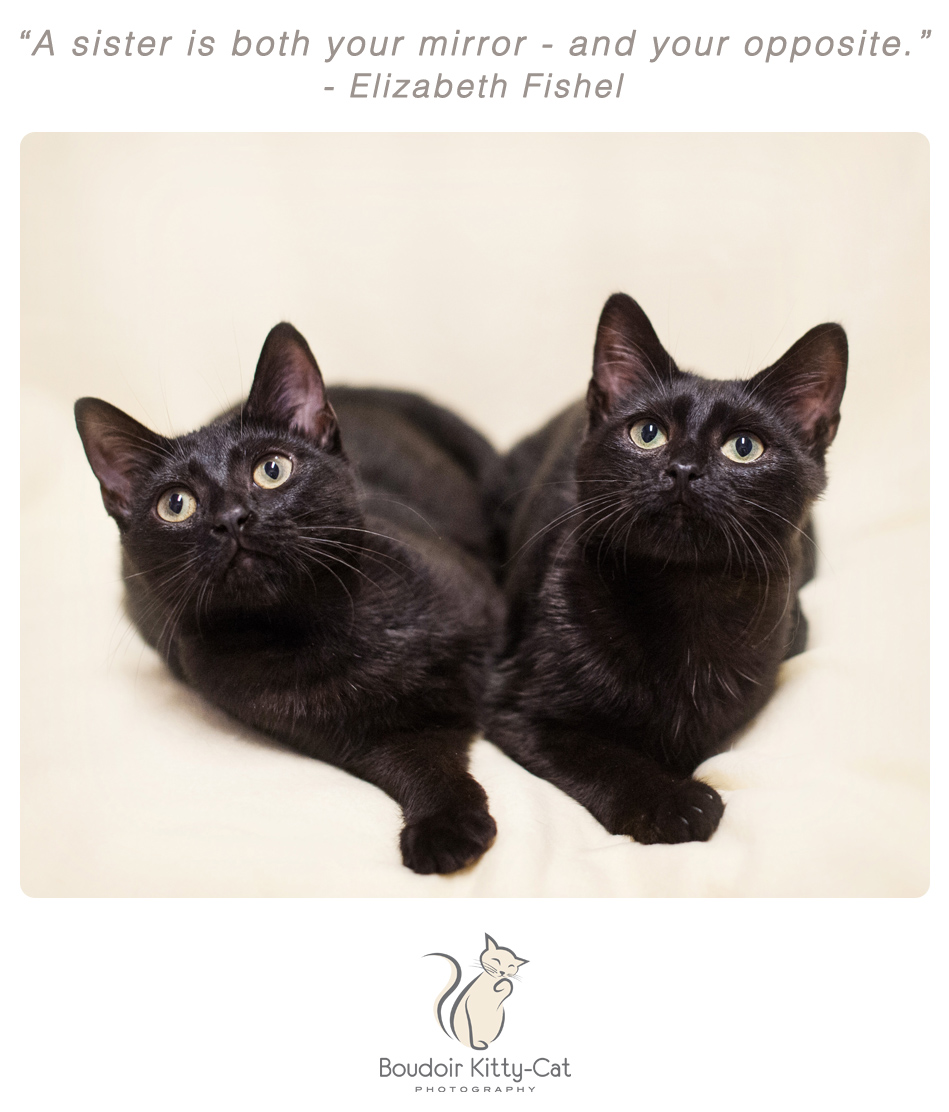 Photo of two black kittens sitting side by side