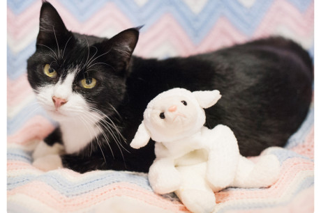 Photo of a tuxedo cat