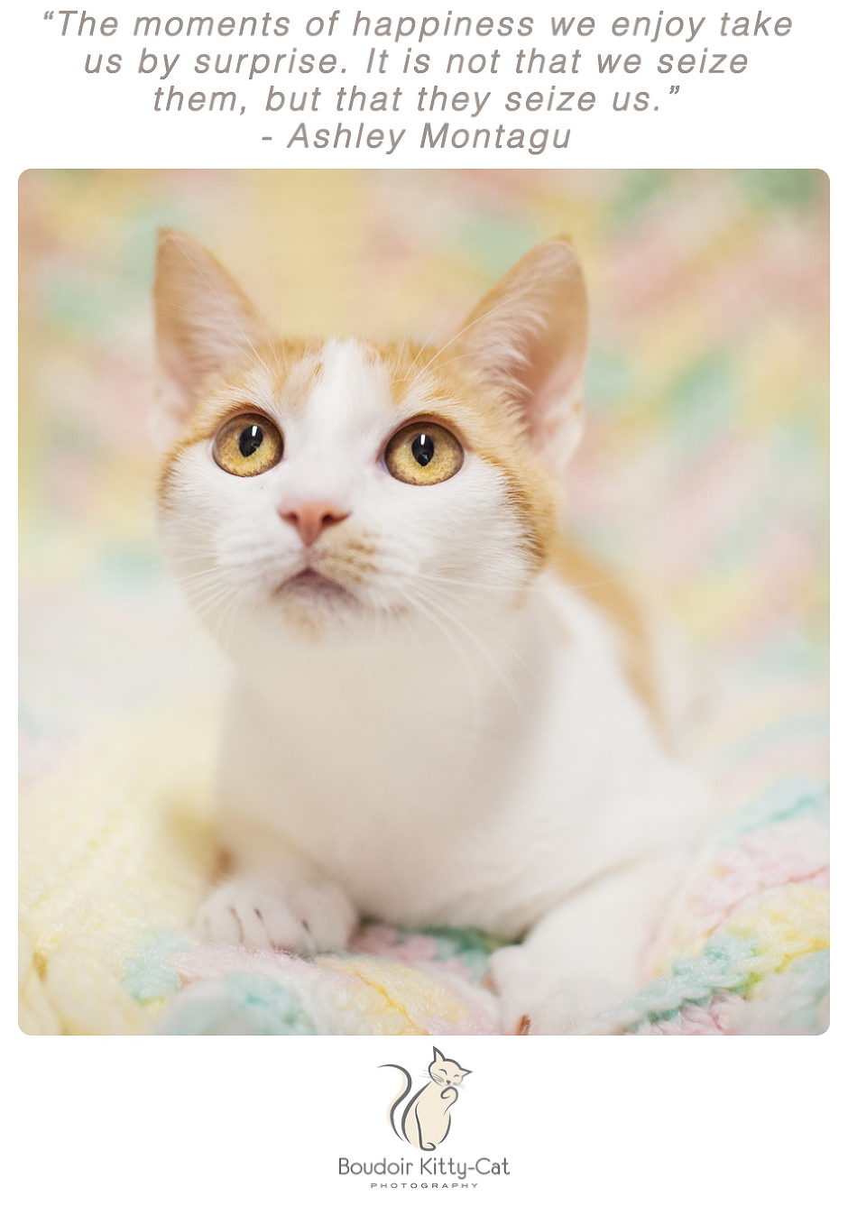 Photo of an orange and white kitten