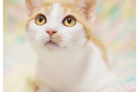 Photo of an orange and white kitten