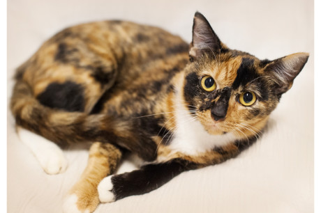 Photo of a torti/calico cat