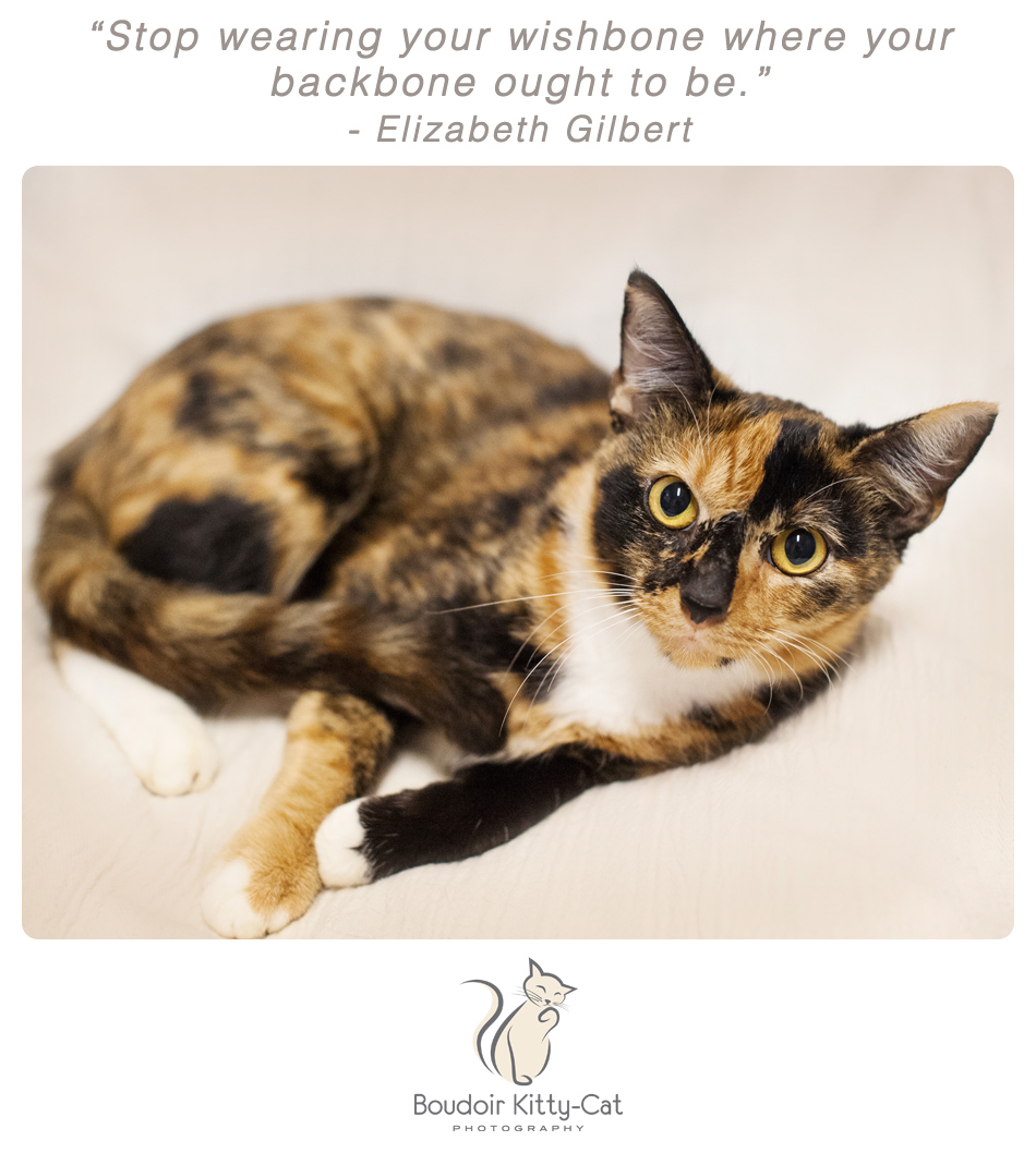 Photo of a torti/calico cat