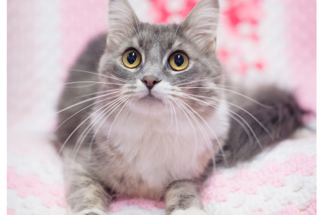 Photo of a gray and white cat