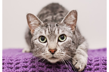 Photo of a gray tabby cat