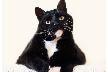 Photo of a tuxedo cat