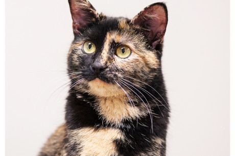 Photo of a torti cat