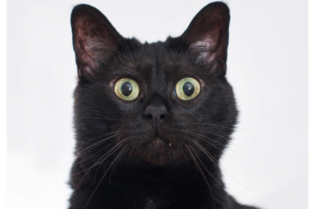 Photo of a black cat looking surprised