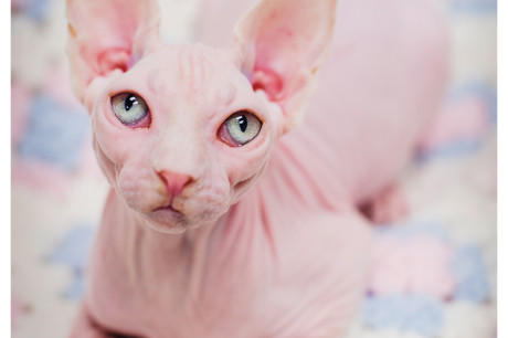 Photo of a Sphynx cat