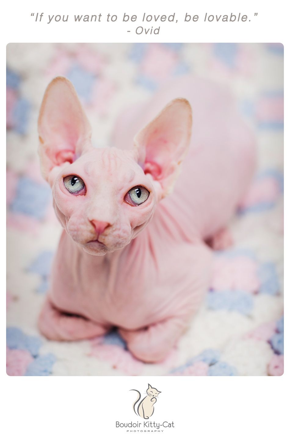 Photo of a Sphynx cat