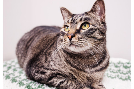 Photo of a brown tabby cat