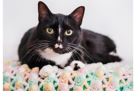 Photo of a tuxedo cat