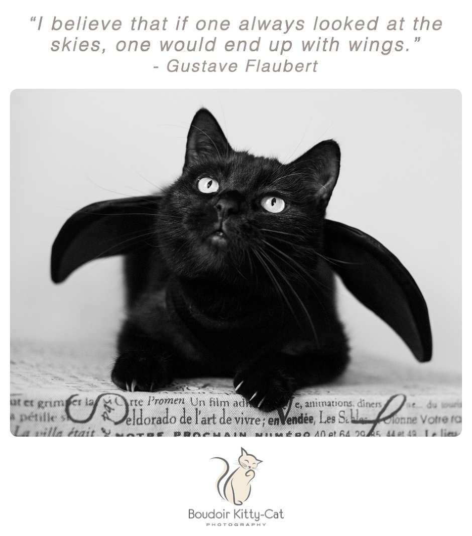 Photo of a black cat wearing bat wings