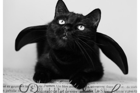 Photo of a black cat wearing bat wings