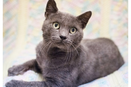 Photo of a Russian Blue cat