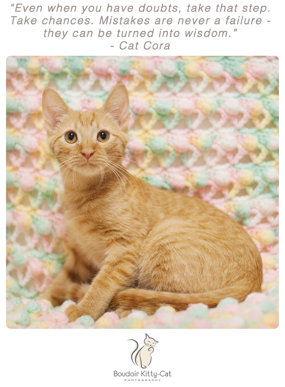 Photo of orange tabby kitten