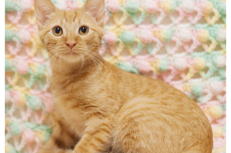 Photo of orange tabby kitten