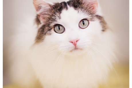 Photo of a white and brown tabby cat