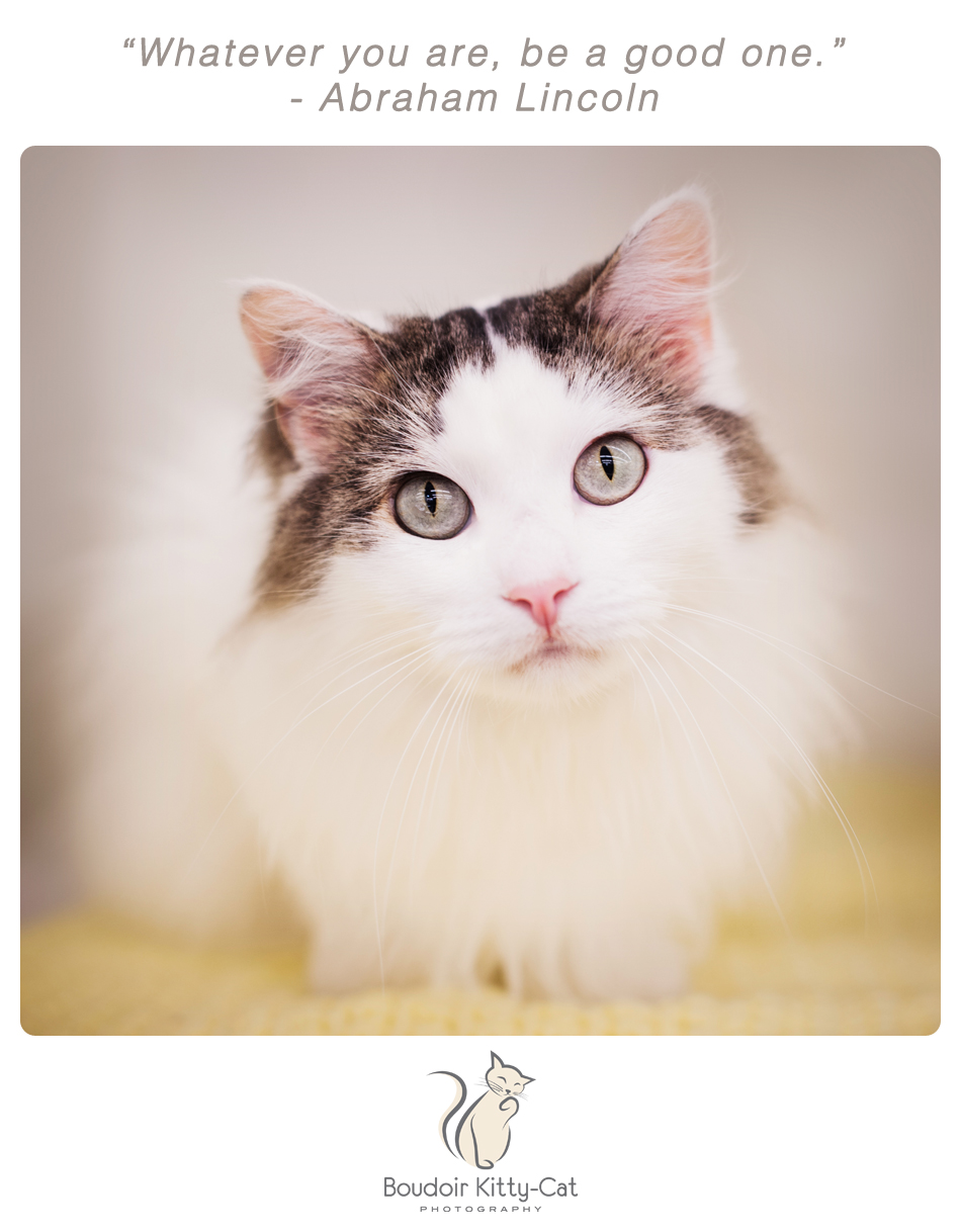 Photo of a white and brown tabby cat