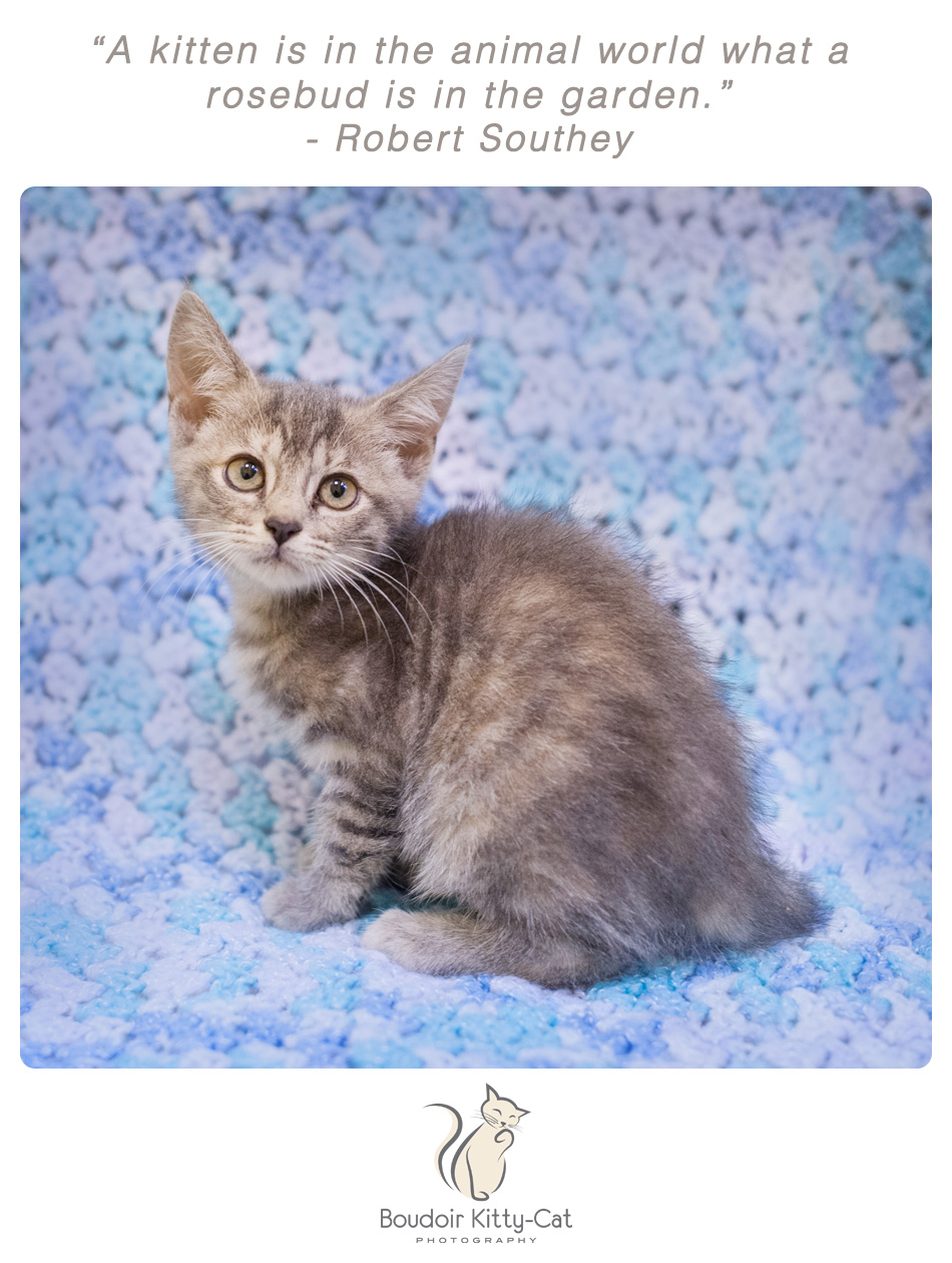 Photo of a gray tabby kitten