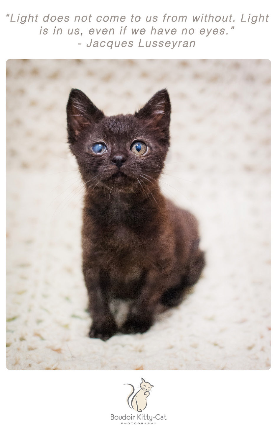 Photo of a black kitten