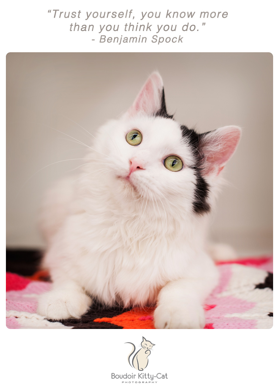 Photo of a white and black cat