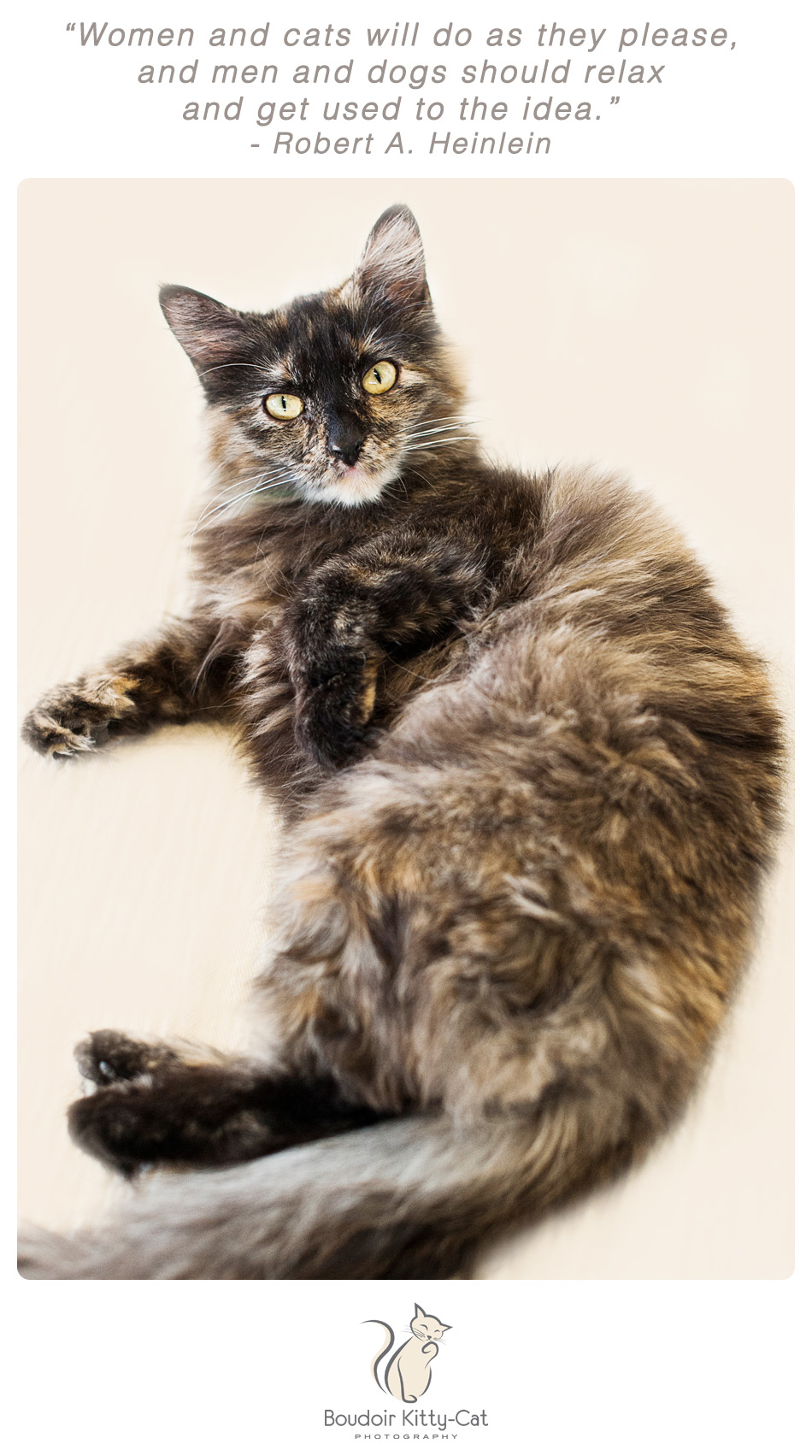 Photo of a long haired torti cat