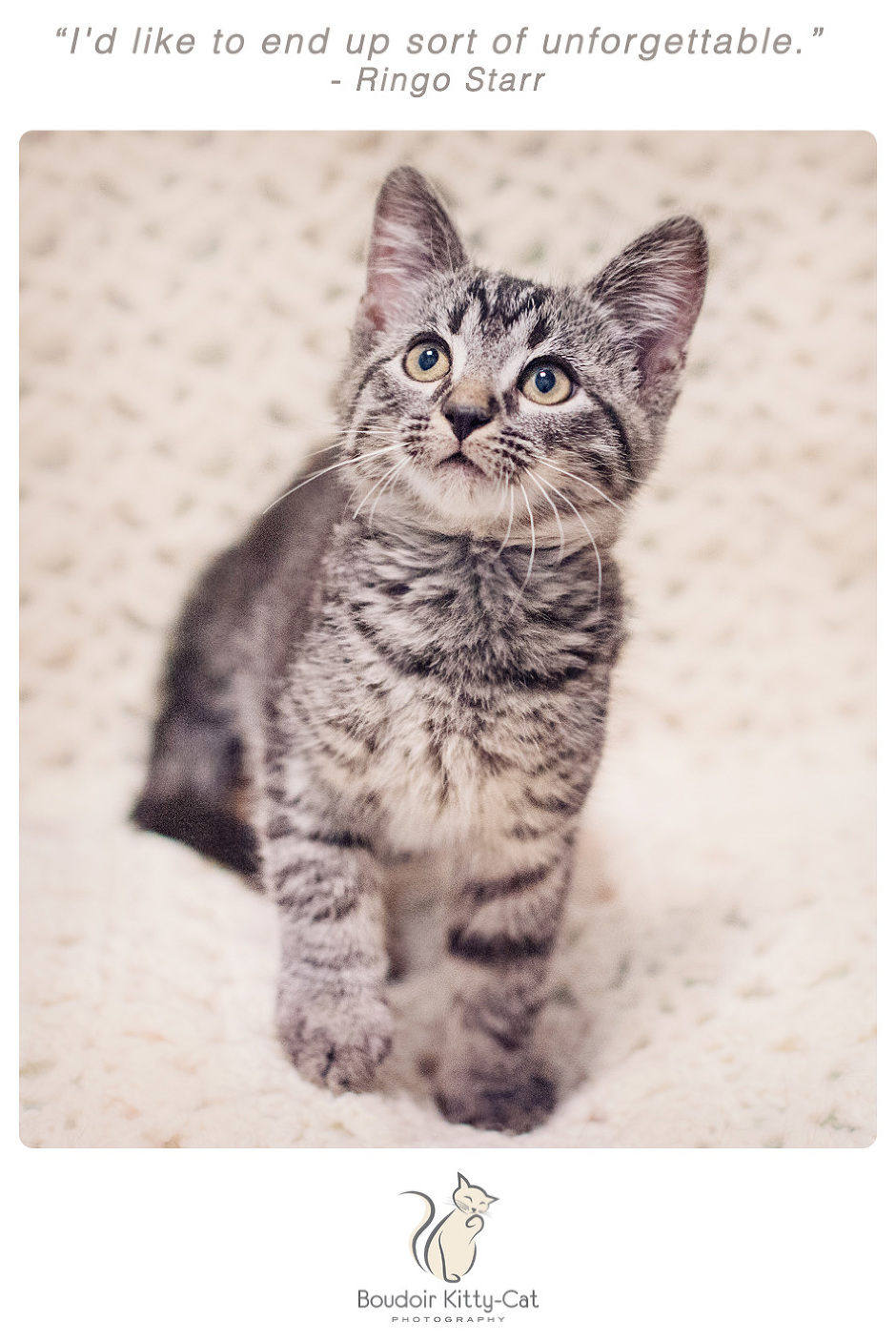 Photo of a black and gray tabby kitten