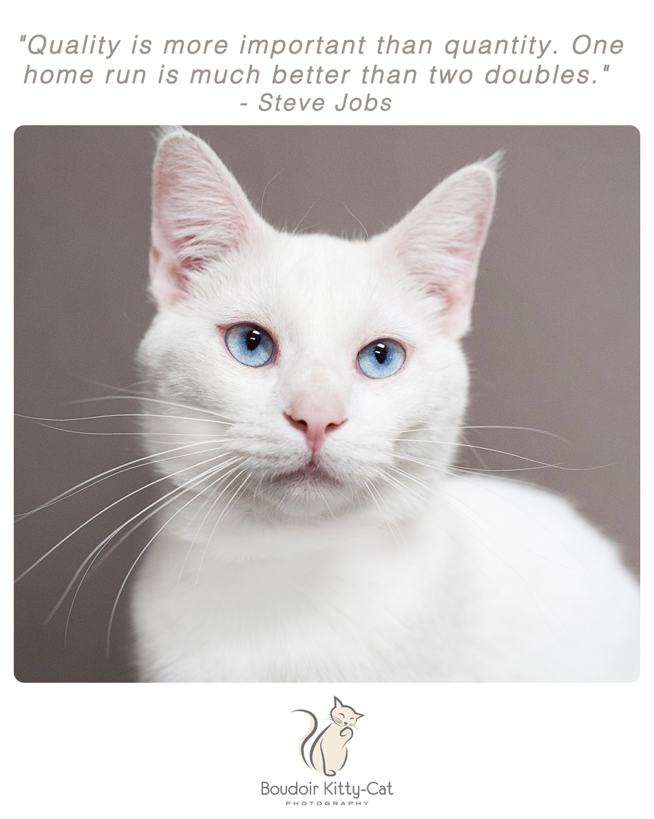 Photo of a white siamese cat