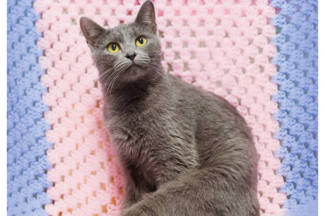 Photo of a Russian Blue cat