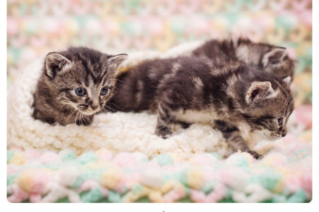 Photo of three tabby kittens