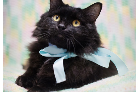 Photo of a black cat wearing a ribbon