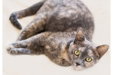 Photo of a dilute tortie cat