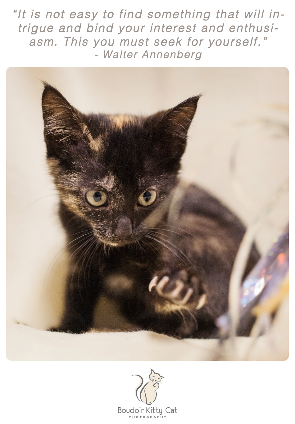 Photo of torti kitten