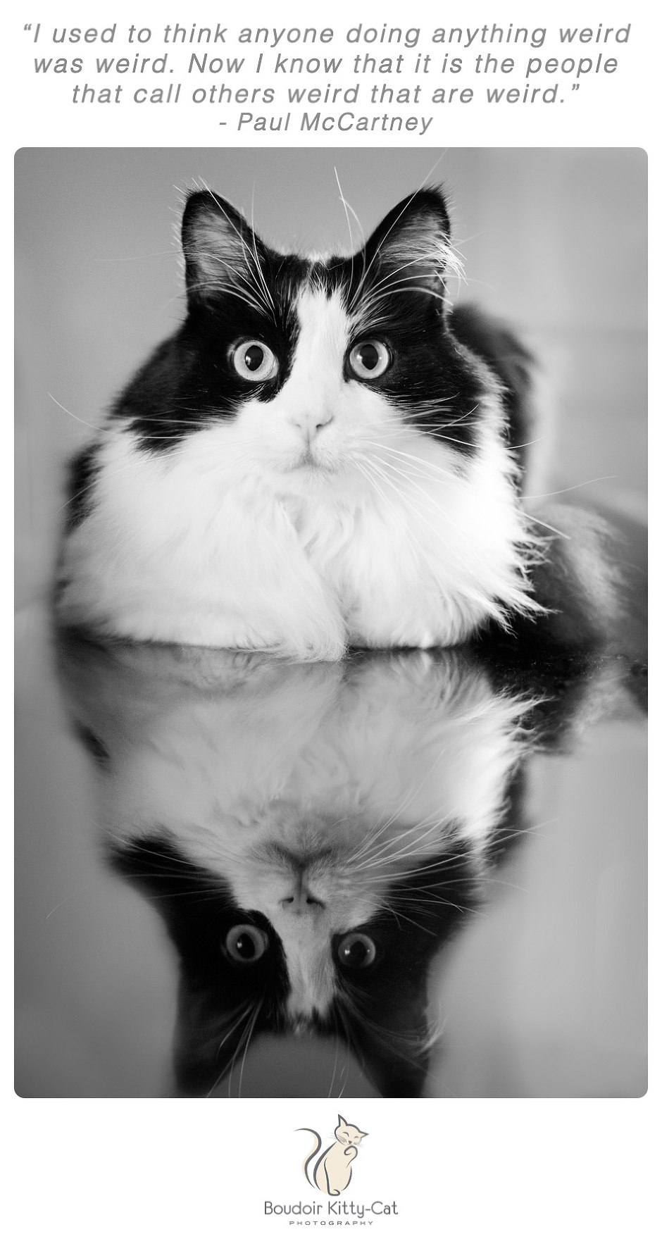 Photo of a black and white cat