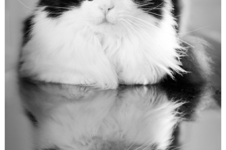 Photo of a black and white cat