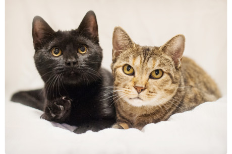 Photo of a black kitten and a tabby cat together