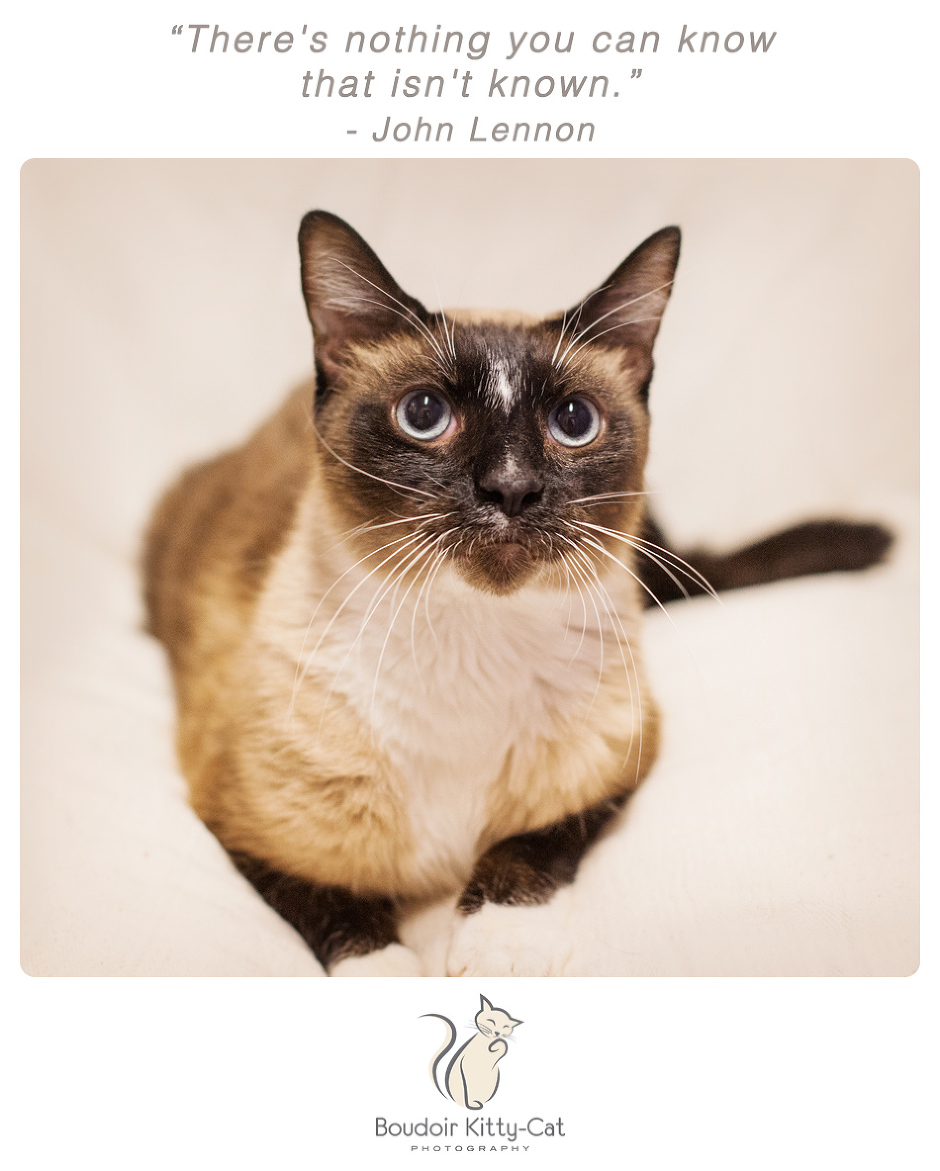 Photo of Siamese cat