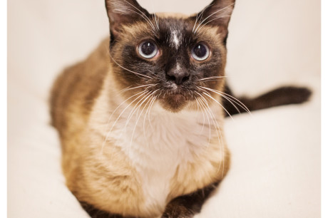 Photo of Siamese cat