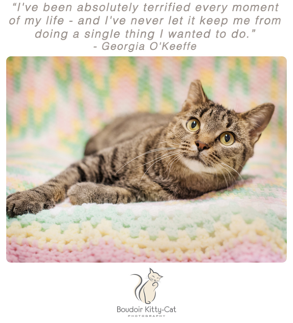 Photo of a brown tabby cat lounging