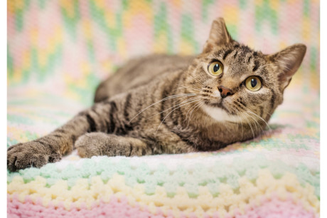 Photo of a brown tabby cat lounging